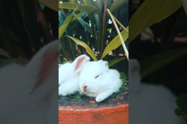3 Cute Rabbit Eating Plants