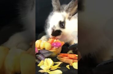 Cute rabbit eats colorful fruits decoration #rabbitvlog #rabbit #cuteanimals #cutebunny #asmrsounds
