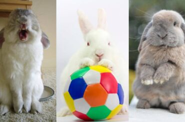 Funny and Cute Baby Bunny Rabbit Videos