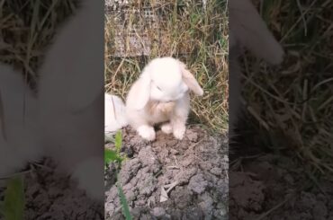 Funny Rabbit #short #shorts #rabbit #bunny #animal #animals #pets #pet #viral #viralvideo #cute#baby