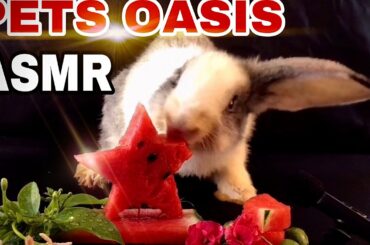 Morning routine, Cute rabbit Bee eats watermelon star|ASMR Rabbit Mukbang eating Watermelon Vlog 82