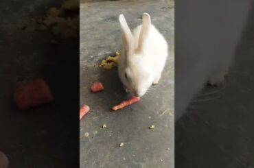 Cute Rabbit