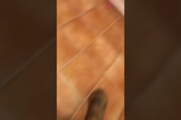 Cute rabbit