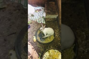 Cute baby rabbit #shorts#rabbitshorts