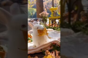 cute rabbit#shorts#shortvideos#