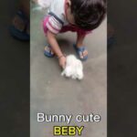 The Cutest Baby Bunny Rabbit  boy soe cute #shorts