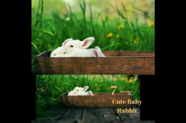 New Cute Baby Rabbit (DH3) || like follow Jai babaki