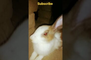 cute rabbit @star 2max