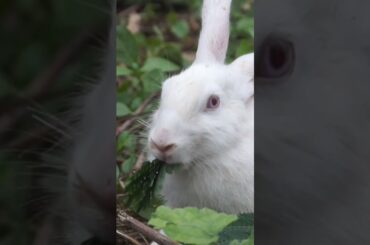 Cute Rabbit - Cute and Funny Rabbit Videos Compilation#7! JB Vlogs
