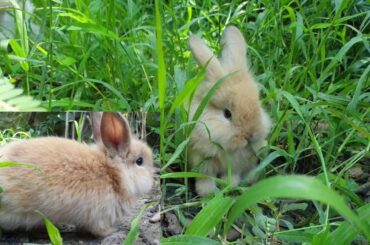 2 cute baby rabbits go to the garden to play with other rabbits