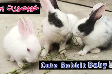 khargosh k chote or bahut khubsurat bache | Cute Rabbit little babies video #rabbit #bunny #khargosh
