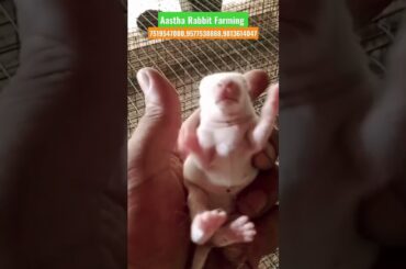 #cute#new #born #rabbit