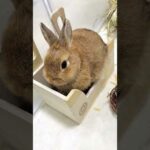 Cute Rabbit #short #shorts #rabbit #bunny #animal #animals #pet #pets #viral #viralvideo #cute #baby