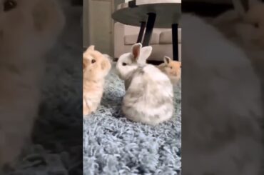 Cute Baby Rabbits #short #shorts #rabbit #bunny #animal #animals #viral #viralvideo #pets #pet #cute