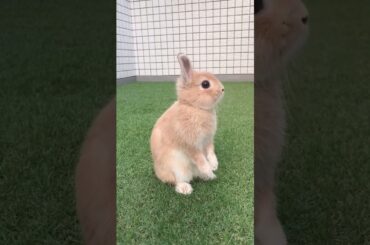 Cute Baby Rabbit #short #shorts #rabbit #bunny #animal #animals #viral #viralvideo #cute #baby #pets