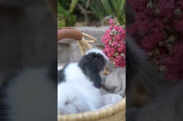 Cute Baby Rabbits #short #shorts #rabbit #bunny #animal #animals #viral #viralvideo #pets #cute#baby