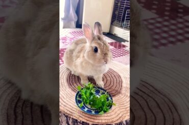 Rabbit Video #short #shorts #rabbit #bunny #animal #animals #viral #viralvideo #pets #pet #cute#baby