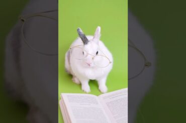Cute rabbit wearing glasses
