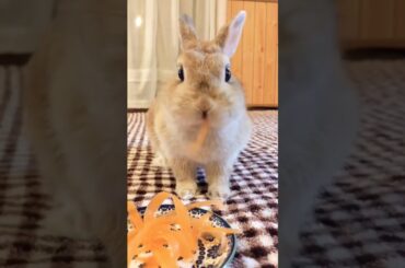 Eating Rabbit #short #shorts #animal #animals #pet #pets #viral #viralvideo #cute #baby #rabbit