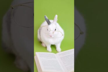 cute rabbit with glasses #shorts