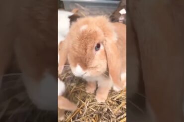 Cute Baby Bunnies Short Video #short #shorts #rabbit #bunny #viral #viralvideo #pets #pet #cute#baby