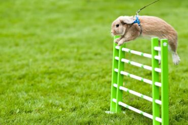 Rabbit Cute Moments Clips compilation || Cute Bunny Rabbit Compilation Video @Rabbit Fun Corner