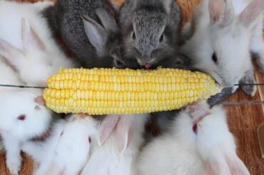 9 Cute baby rabbits eating corn together