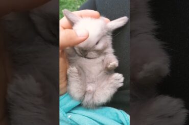 Cute Rabbit Baby #short #shorts #rabbit #bunny #animal #animals #pets #pet #viral #viralvideo #cute