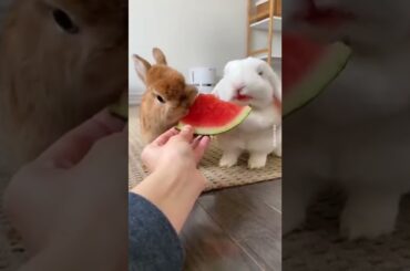 Cute Rabbit Eating Watermelon @Mika Fun Corner #bunny #rabbit #shorts #mika #cuteanimals