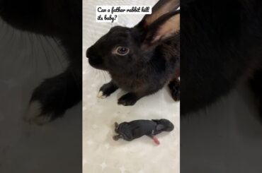 Can a father rabbit kill its baby?#bunny#rabbit#baby#cutest#beautifulbunny