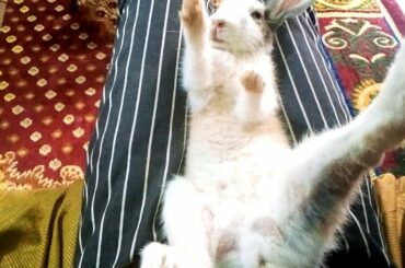 Funniest and Cutest Baby Bunny Rabbits Video 228 - Baby Animal Video Clips 288