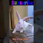 rabbit cute video@SokYaa PRO #shorts #bunny #rabbit