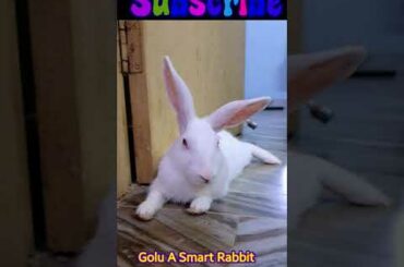 rabbit cute video@SokYaa PRO #shorts #bunny #rabbit