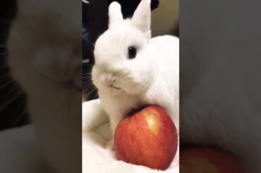 Rabbit Schedule #short #shorts #rabbit #bunny #animal #animals #pets #viralvideo #viral #cute #baby