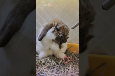 Super Cute Holland Lop Bunny Rabbit Self Grooming #shorts #hollandlop
