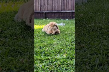 cute rabbit