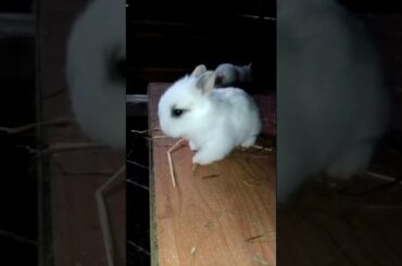 BEAUTIFULY? CUTE BUNNY WALK