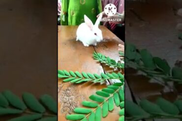 Cute baby rabbit|#rabbit |#shorts