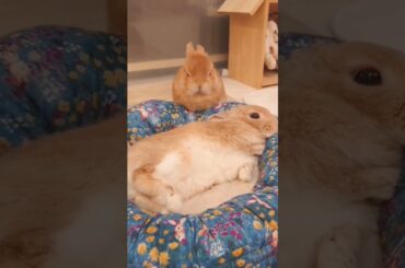 Cute Rabbits #short #shorts #rabbit #bunny #viralvideo #viral #animal #animals #pets #pet #cute#baby