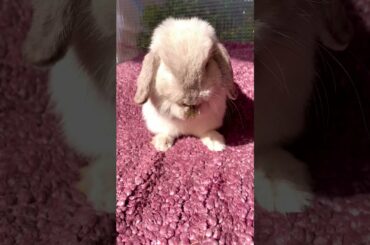 Cute Baby Bunny Washing Her Face  #shorts