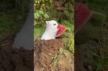 cute#rabbit