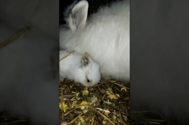 LITTLE CUTE BABY BUNNY WITH MOM