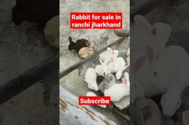 cute rabbit sale #shorts #ranchi #rabbit