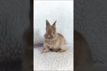 Cute bunny