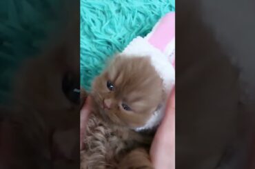 Fluffy kitten turned into a cute rabbit! Catsaurus shorts