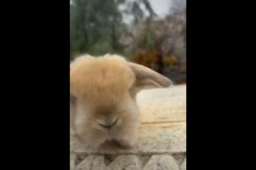 Cute baby #rabbit #shorts