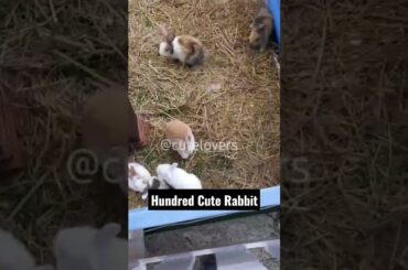 Hundred Cute Rabbit #shorts #cute #funny #animals #rabbit