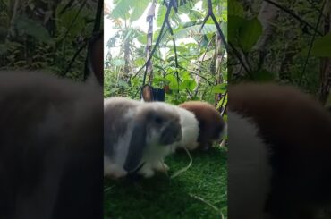 My Cute Bunny#shorts