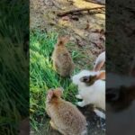 Cute rabbit among the green grass #viral #shorts #rabbit #bunny #cute #green #grass  #rabbits