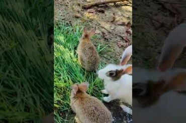 Cute rabbit among the green grass #viral #shorts #rabbit #bunny #cute #green #grass  #rabbits
